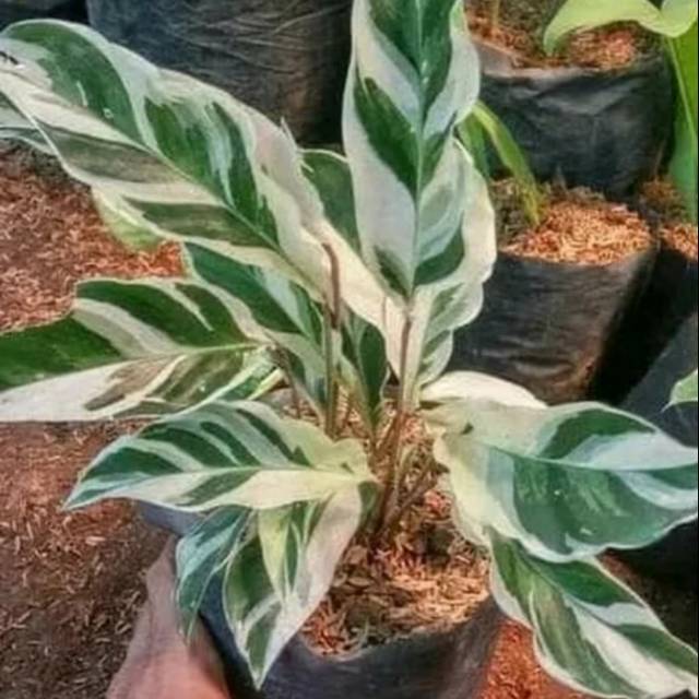 Jual Tanaman Hias Calathea Meranti Tissue Saputangan Putih Ats Shopee Indonesia