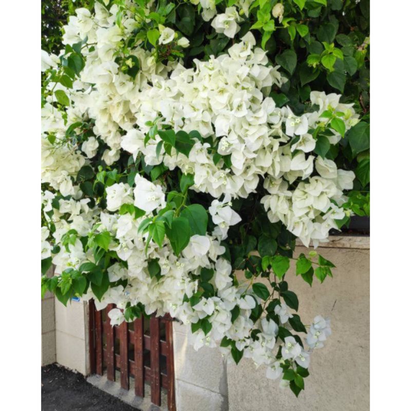 Jual TERLARIS!!TANAMAN HIAS BUGENVIL BUNGA KERTAS//SOFT WHITE | Shopee ...
