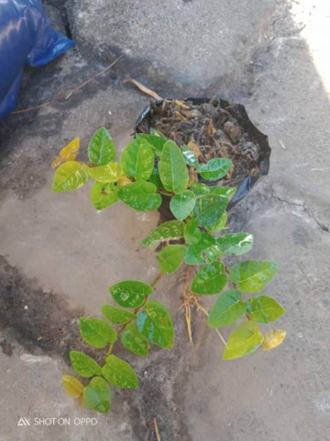 Jual Bibit dolar rambat / ficus pumila | Shopee Indonesia