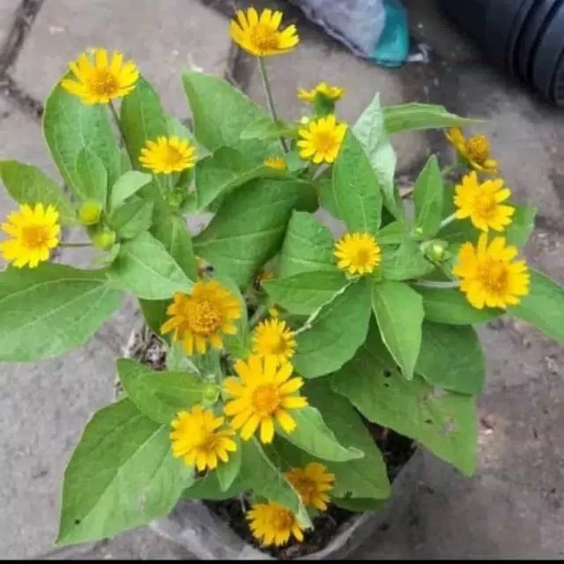 Matahari Kecil