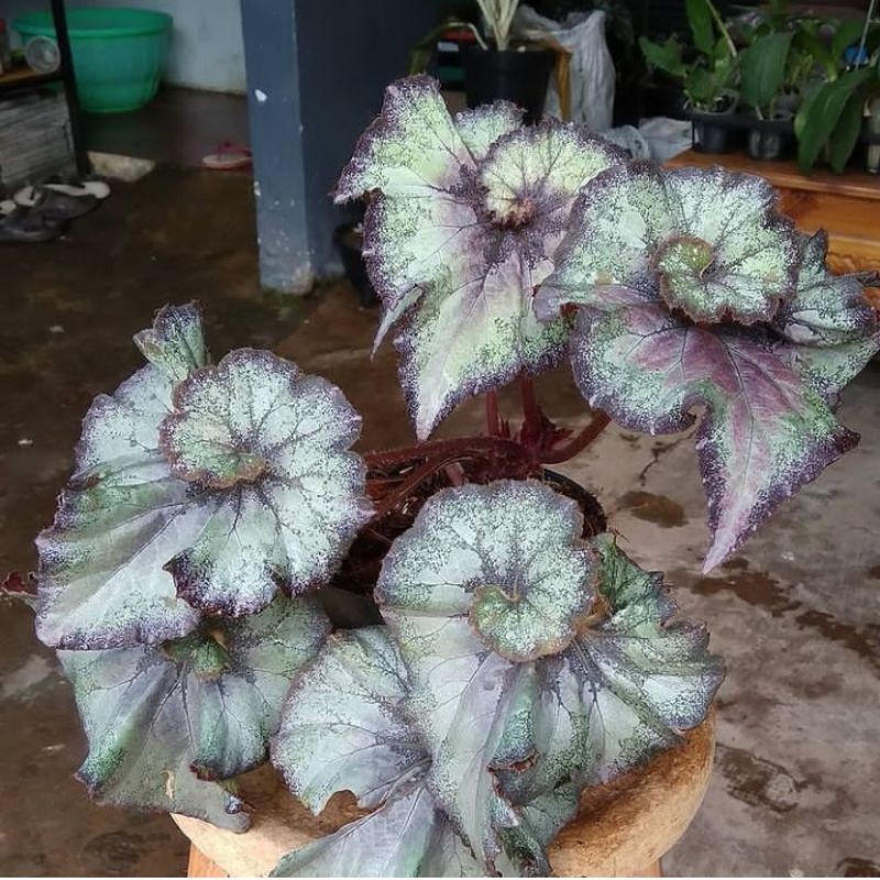 Jual King Begonia (Begonia 'Raspberry Crush') | Shopee Indonesia