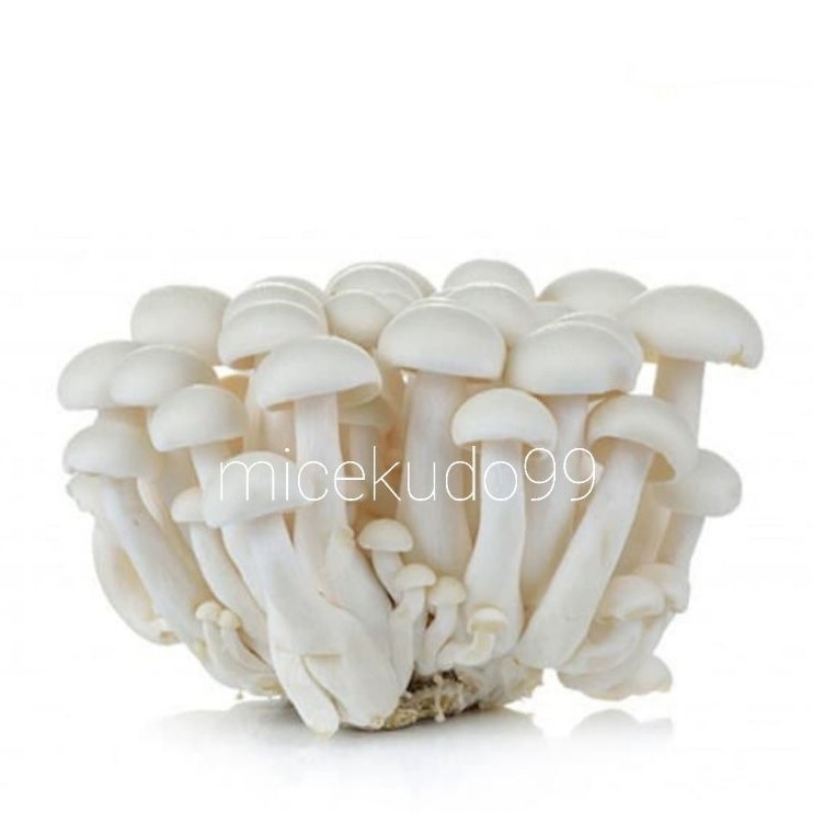 Jual JAMUR SHIMEJI PUTIH / SNOW WHITE MUSHROOM / WHITE CRAB MUSHROOMS