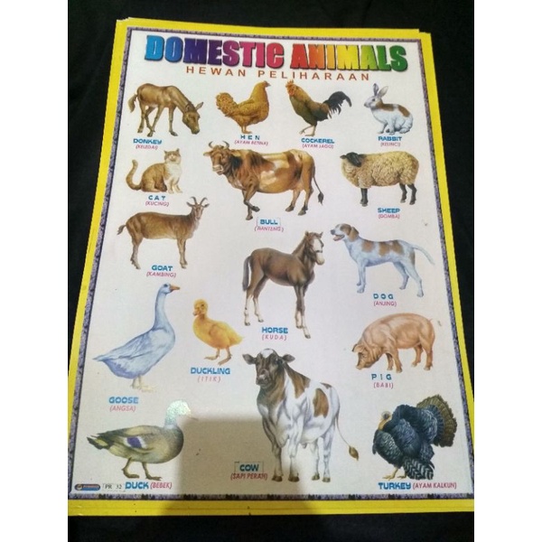 Jual Poster Edukasi Hewan Peliharaan | Shopee Indonesia
