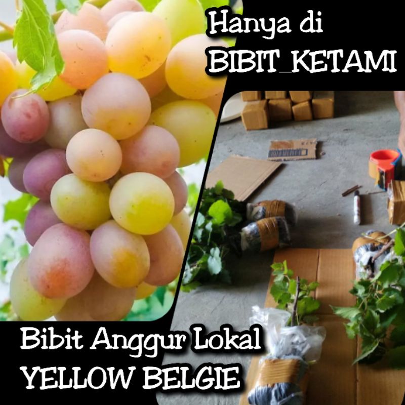 Jual Bibit Anggur Lokal Yellow Belgie (Kediri Kuning) - Kategori ...