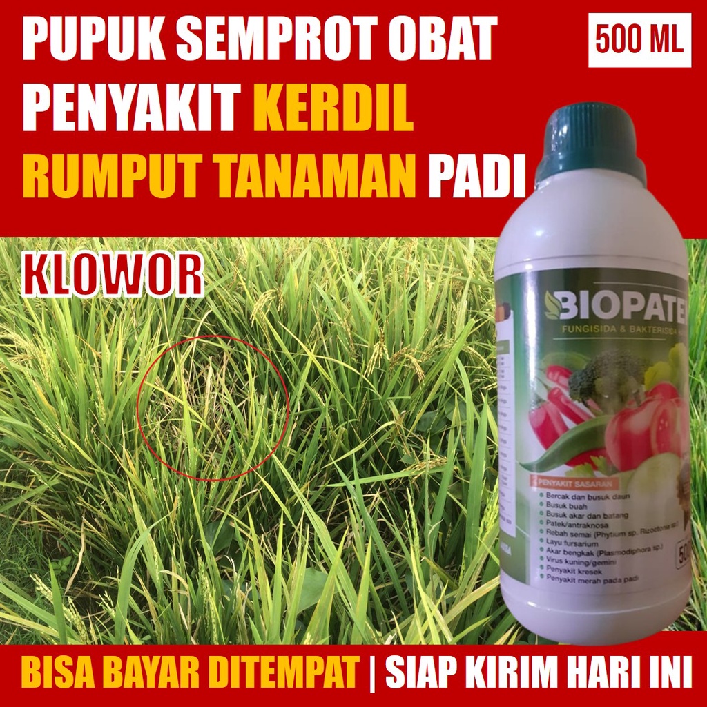 Jual BIOPATEK 500 ML Obat Semprot Kerdil Rumput Pada Tanaman Padi, Cara ...