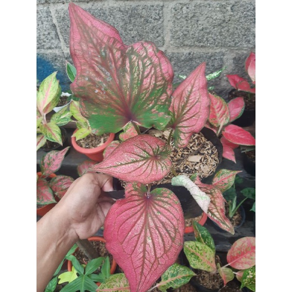 Jual caladium invinity/keladi merah/tanaman hias | Shopee Indonesia