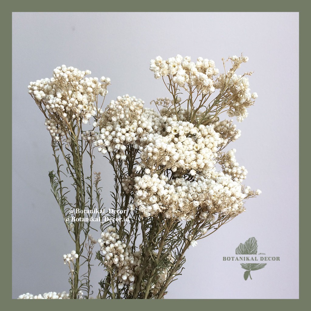Jual Dried Rice Flower Bunga Kering Asli Hiasan Dekorasi Pajangan ...