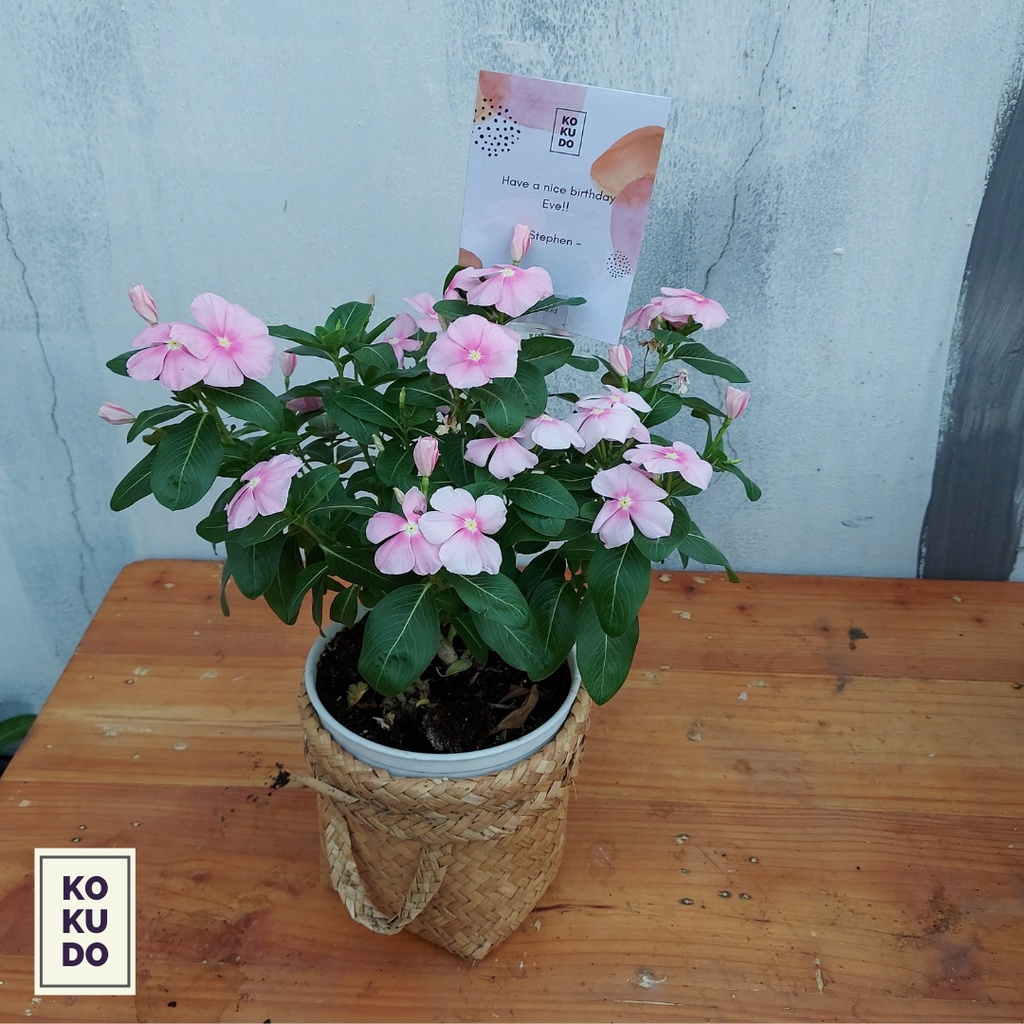 Jual Vinca / Periwinkle Bouquet / Buket Bunga Asli Wisuda | Shopee ...