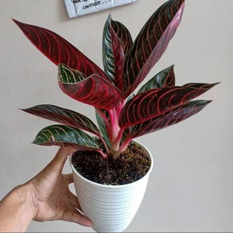 Jual Tanaman Hias Aglonema Red Sumatra Original Asli Berdaun Shopee Indonesia