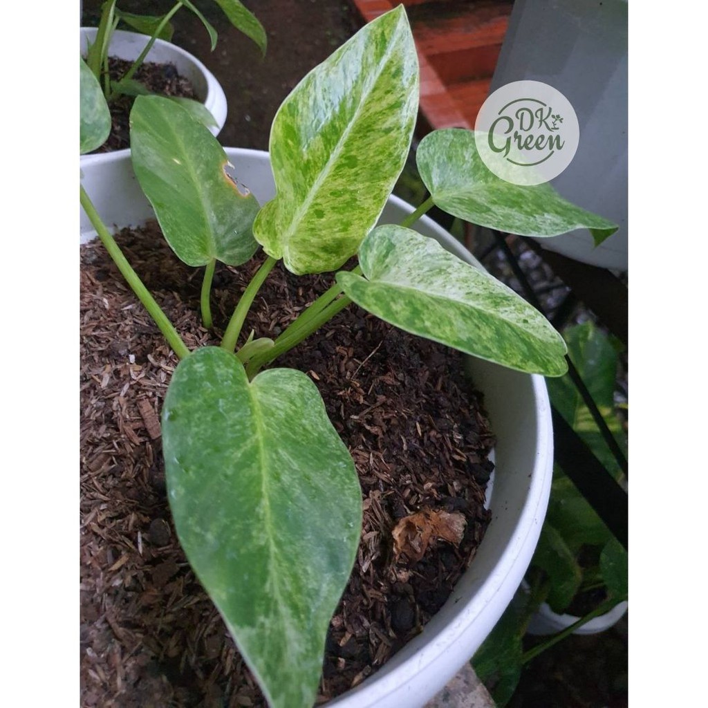 Jual Tanaman Philodendron - Philo Marble Varigata | Shopee Indonesia