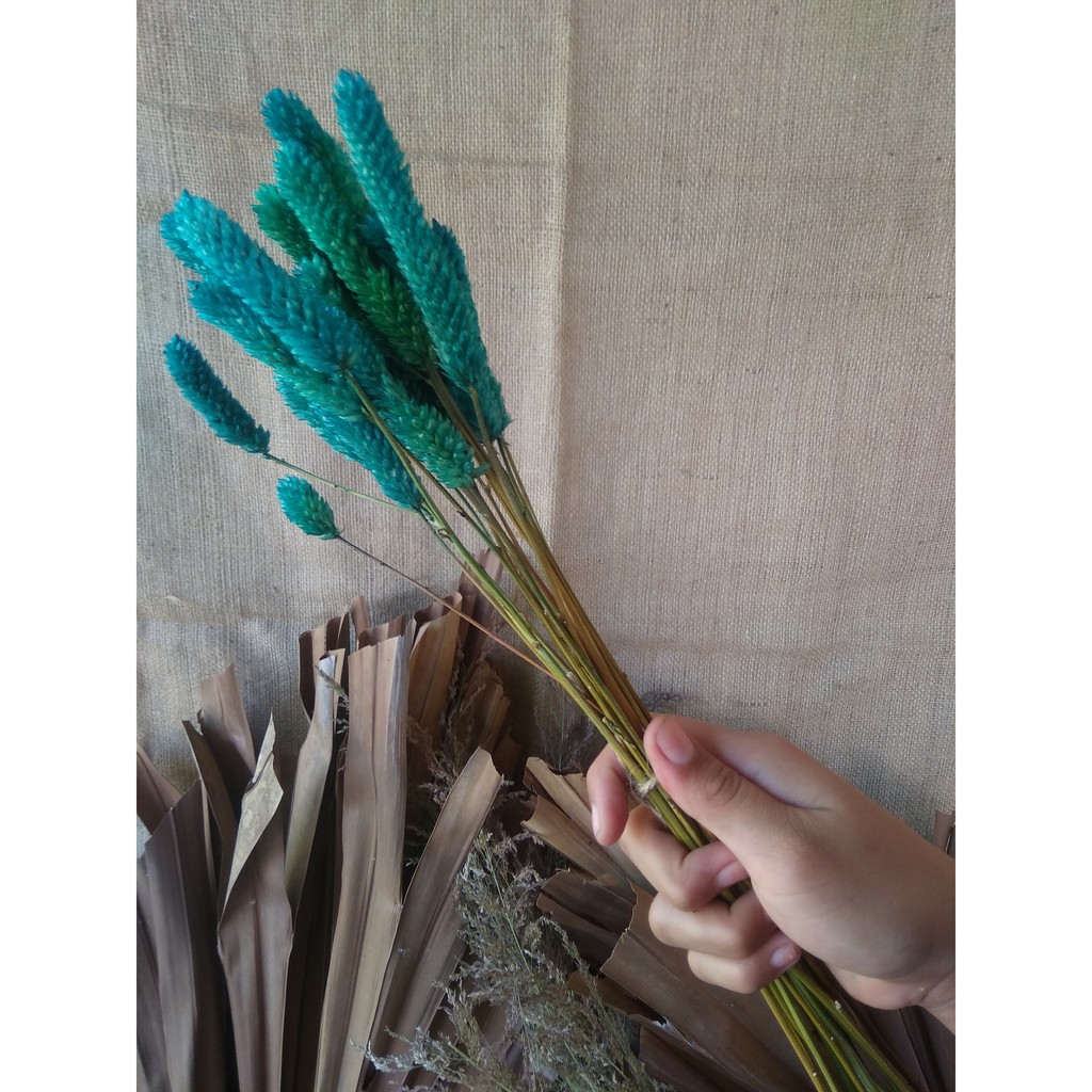 Jual Boroco Kering warna Tosca | Shopee Indonesia