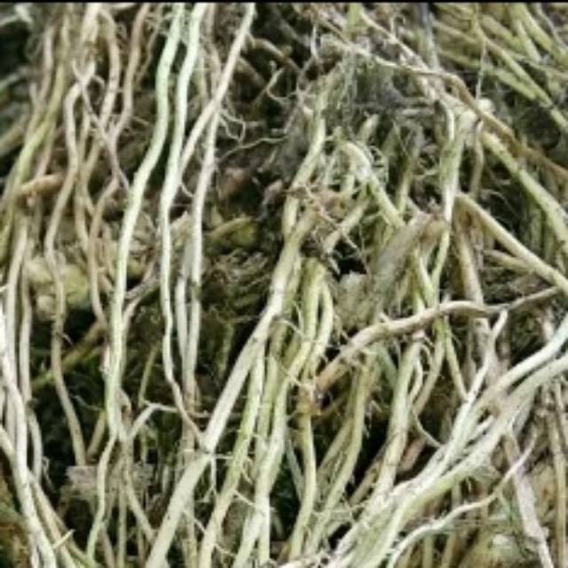 Jual Akar Bambu Kuning Segar 250 Gram Murah Shopee Indonesia 