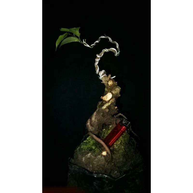 Jual Bonsai Beringin Bonsai Jadi Hiasan Taman Bonsai Program Akar Jadi Bonsai Banyan Ready