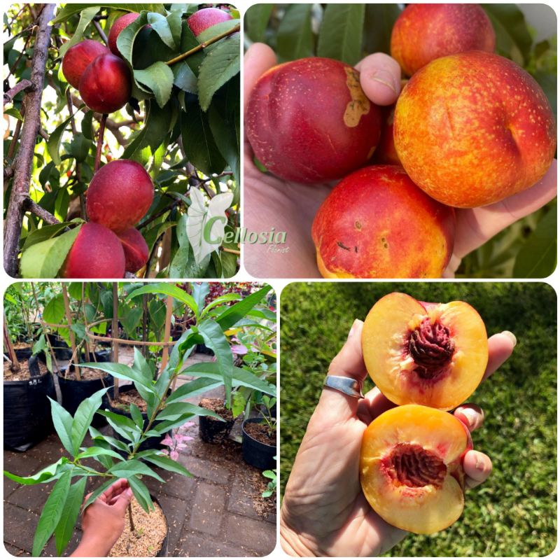 Jual Bibit Tanaman Buah Peach Nectarine Import (Grafting) Shopee Indonesia