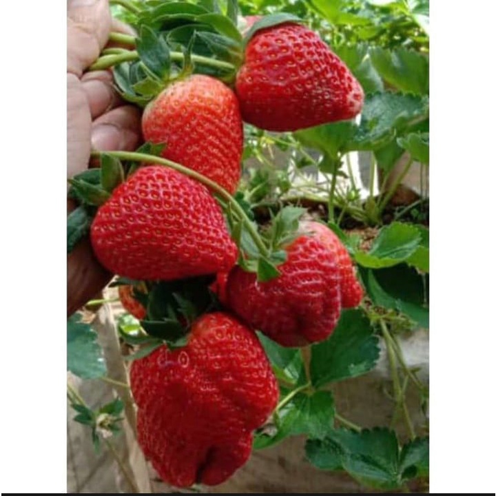 3pcs Bibit Strawberry Jumbno California bibit pohon strwberry unggula