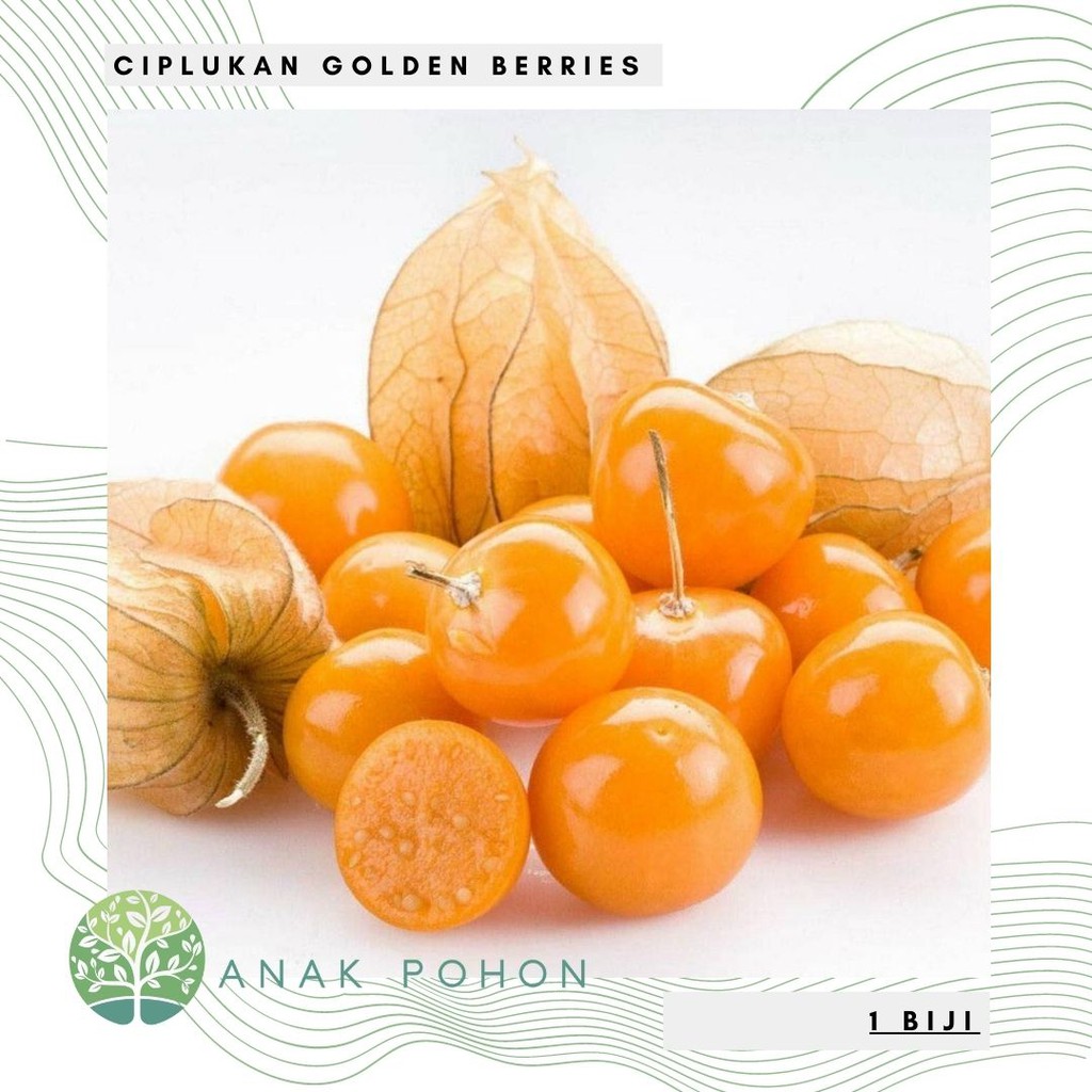 Jual Benih Bibit Biji Buah CIPLUKAN Golden Berries (untuk Diabetes
