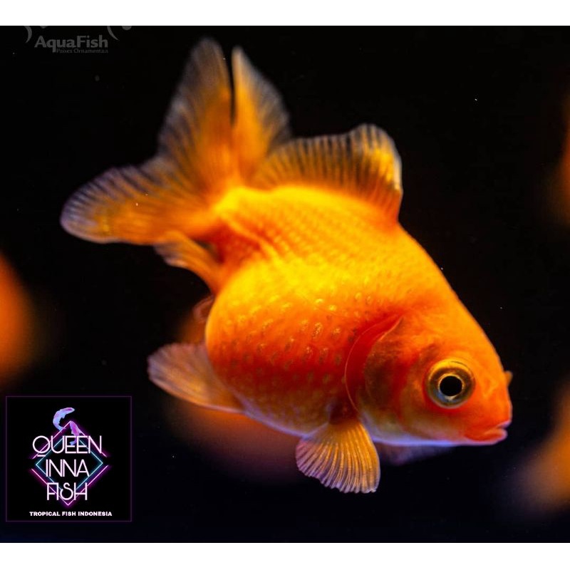 Jual orange goldfish - maskoki - tossa ikan aquascape dan akuarium ...
