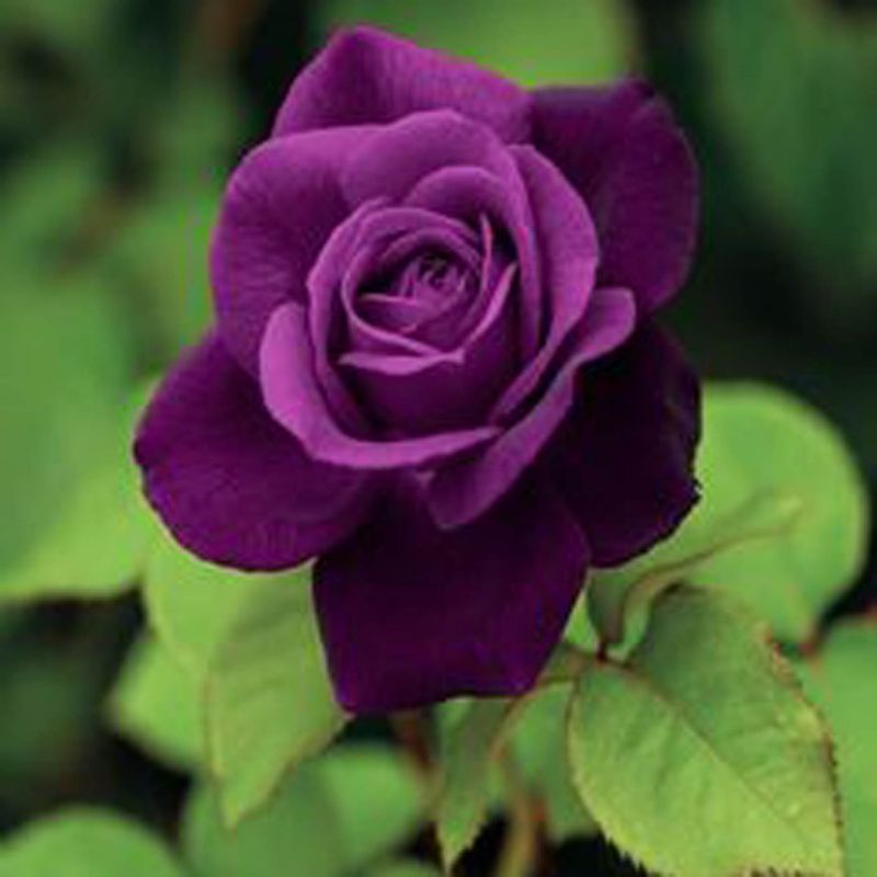 bunga mawar ungu