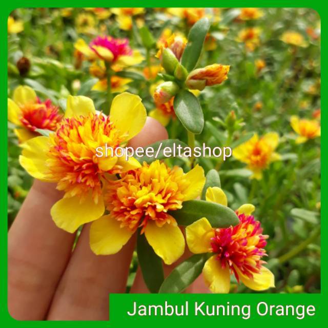 Jual 5 Stek Portulaca Fairytale Cinderella Kuning Orange ( Krokot ...