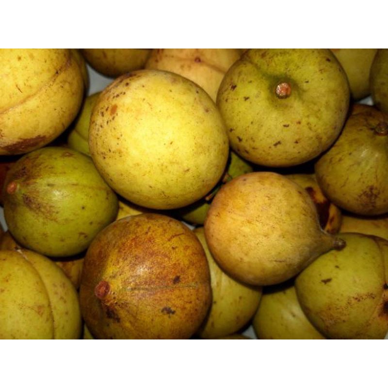 Jual Buah pala muda dan segar 1 kg segar [NRS] | Shopee Indonesia