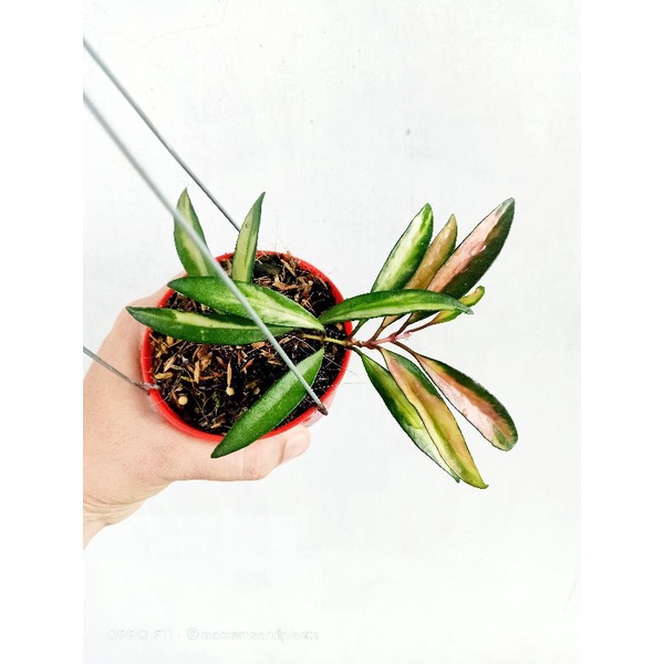 POWERS TO FLOWERS - HOYA MAGNIFICA XL, pianta vera - Powers to flowers - piante e fiori