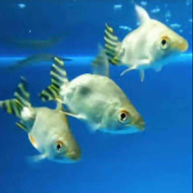 Jual Yellow Flagtail Feifeng Short Body Characin Tank Mate ...
