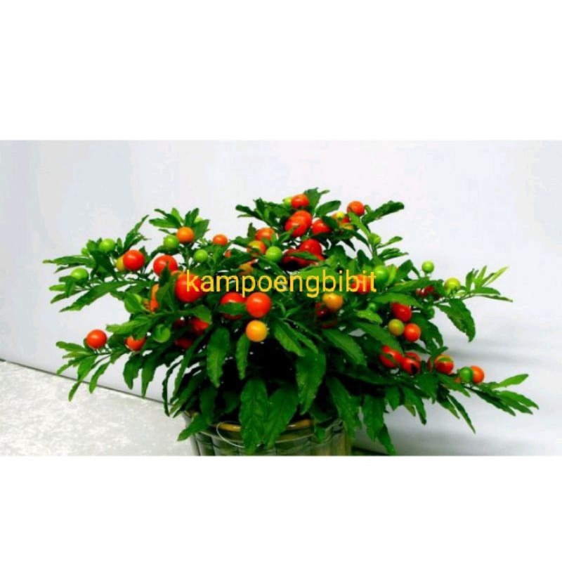 COD Bibit Tanaman Tomat Cherry / Ceri Sudah Berbunga dan Berbuah