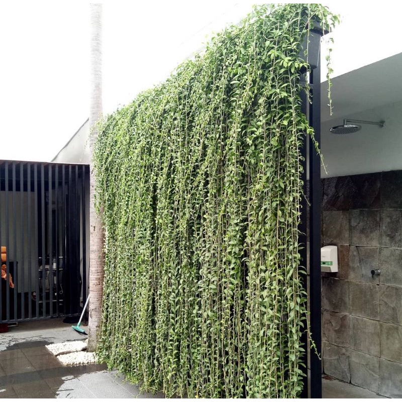 Jual Tanaman Juntai Lee Kwan Yew Tanaman Li kuan yu Shopee Indonesia