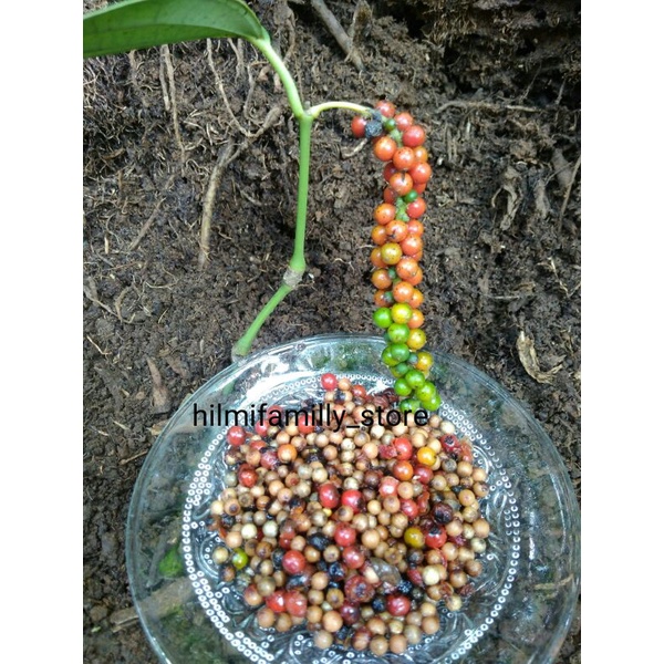 Jual Biji Benih Merica/Biji benih Lada per 10 biji | Shopee Indonesia