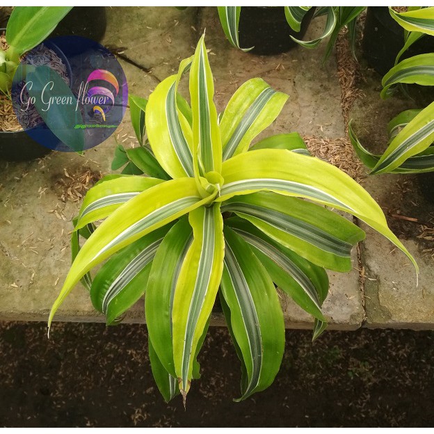 Jual DRACAENA LEMON LIME COMPACTA dracaena deremensis varietas Janet ...