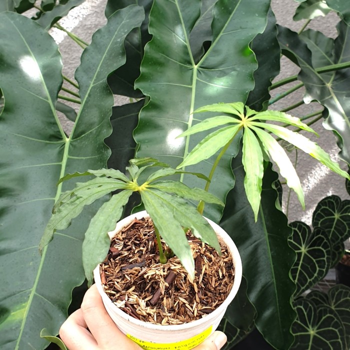Jual anthurium polyschistum tweed 1 | Shopee Indonesia