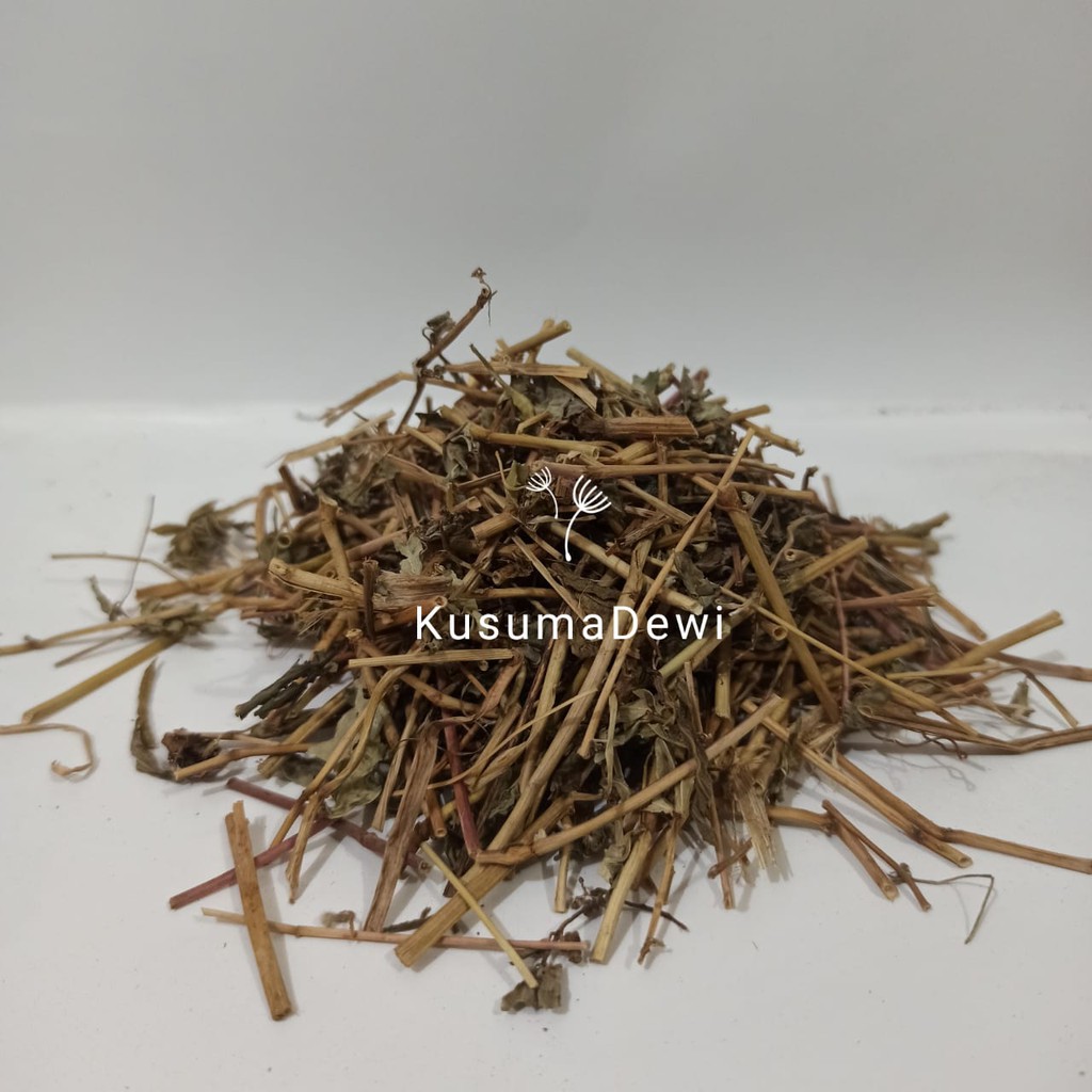 Jual Daun Patekan Kering / Patikan kebo / Gatas-Gatas / Baridhudi 50gr ...