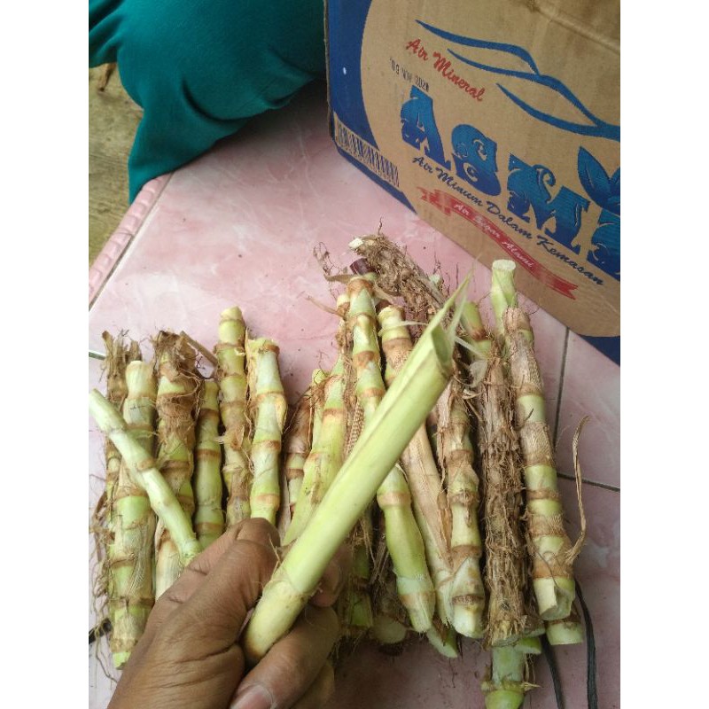 Jual 1 kilo bibit rumput odot pakan ternak sapi kambing kelinci ...