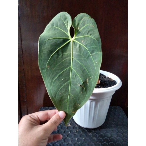 Jual Anthurium Marmoratum Aff | Shopee Indonesia