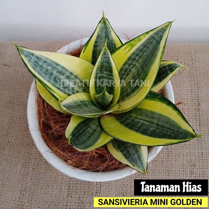 Jual Tanaman Hias Sansievera Mini Golden Tanaman Sansivera Mini