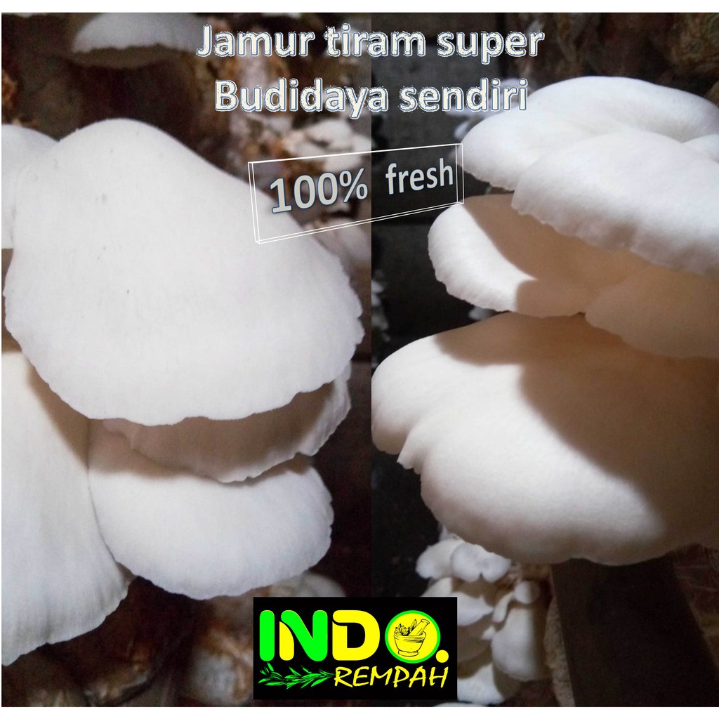 Jual Jamur Tiram Jamur Tiram 1kg Kualitas Super Budidaya Sendiri 100