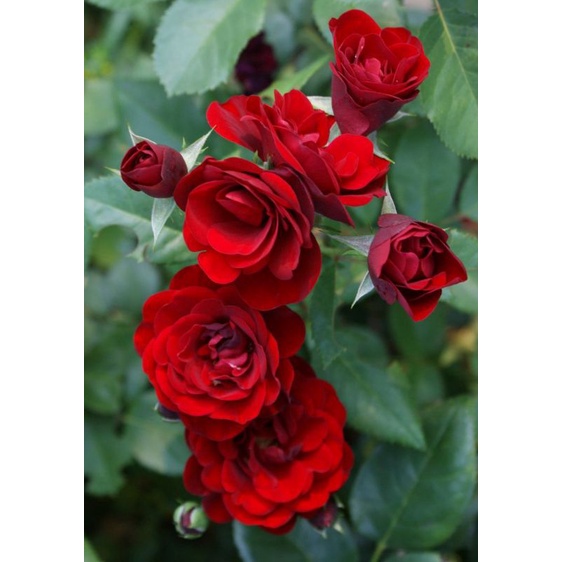 Jual Mawar RED QUEEN - Mawar murah - tanaman hias | Shopee Indonesia