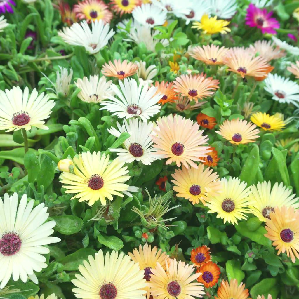 Jual Tanaman Hias Bunga Gerbera Herbras Tanaman Gantung Garbera ...