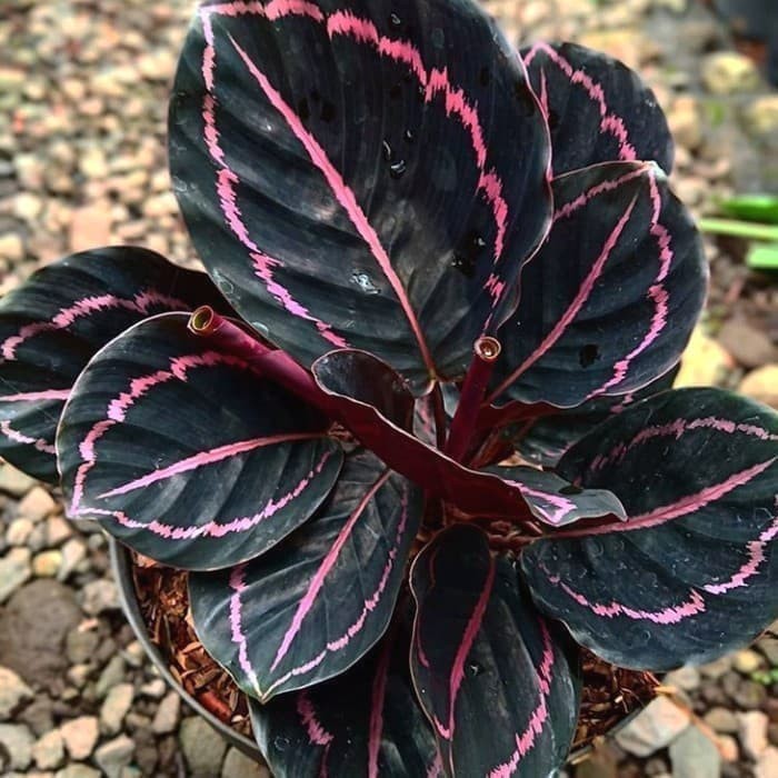 efeutute topf Epipremnum Aureum main image 1