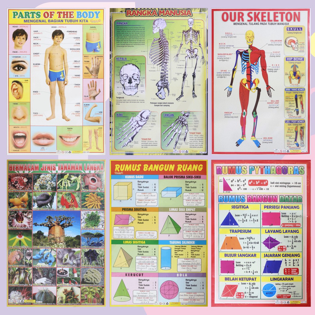 Jual Poster Edukasi Anak / Poster Anak Lembaran : Seri Rangka Manusia ...