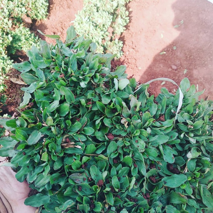 Jual Rumput Gajah Mini Segar, Rumput Jepang, Jenis Rumpu Gajah Mini ...