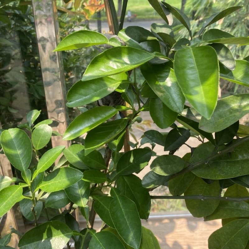 Jual Tanaman Jeruk purut | Shopee Indonesia