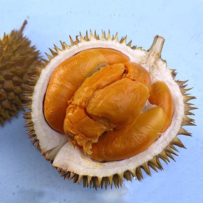 Jual Bibit Tanaman Buah Durian Duri Hitam Tinggi 60cm Berkualitas Super Unggul Shopee Indonesia 6341