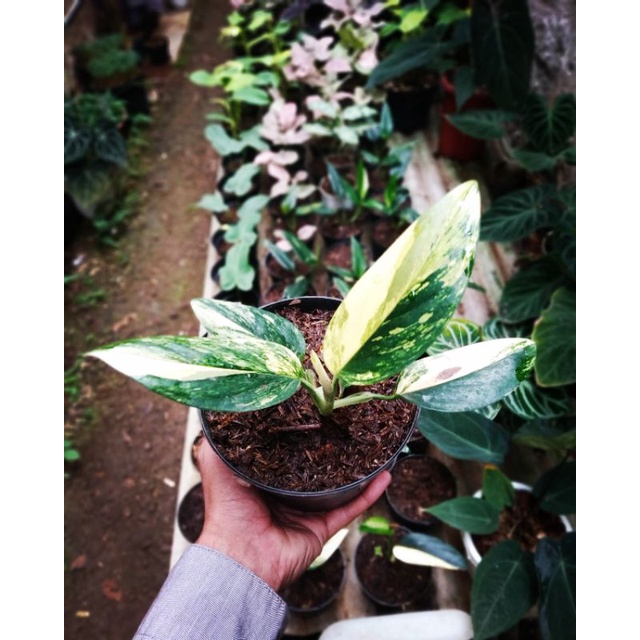 Jual Philodendron Standlyana Variegata Yellow | Philo Standliana ...