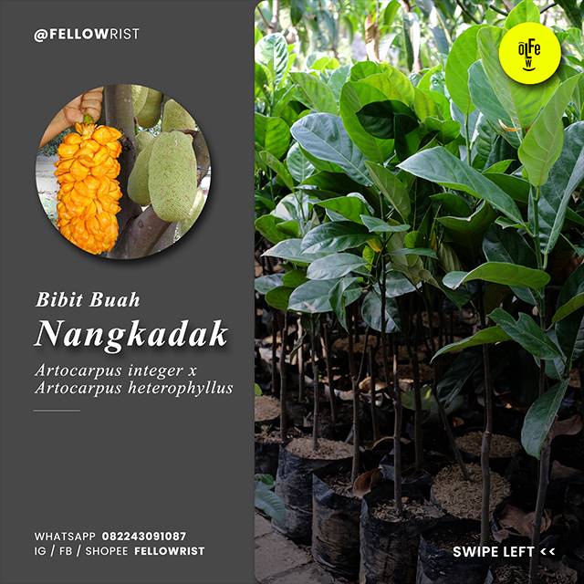 Jual 4 Jenis Bibit Tanaman Buah Nangka: Mini, Nangkadak, Oren, & Kandel ...