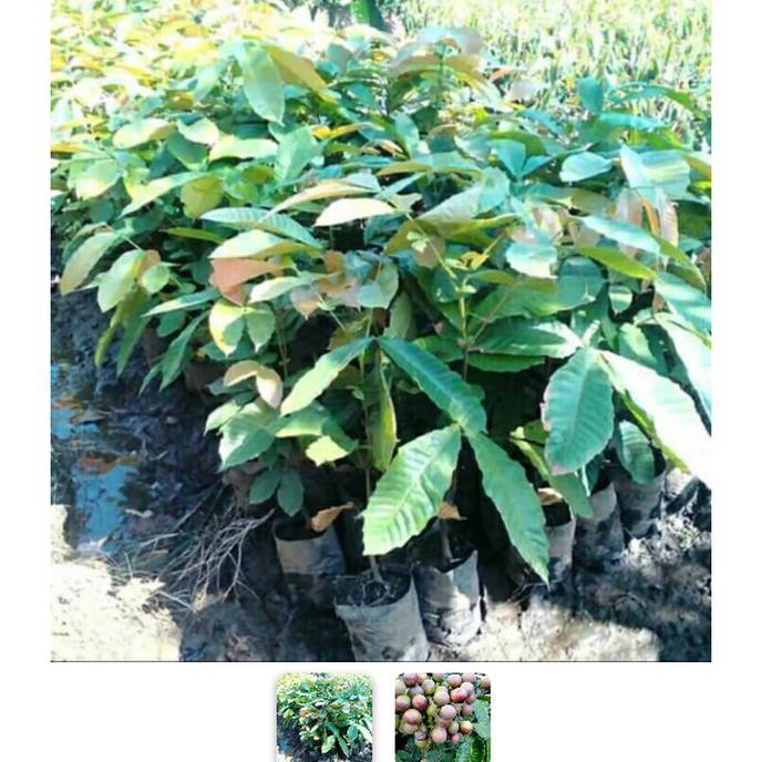 Jual Bibit Pohon Matoa 70cm Up Lengkeng Irian Buah Matoa Xina