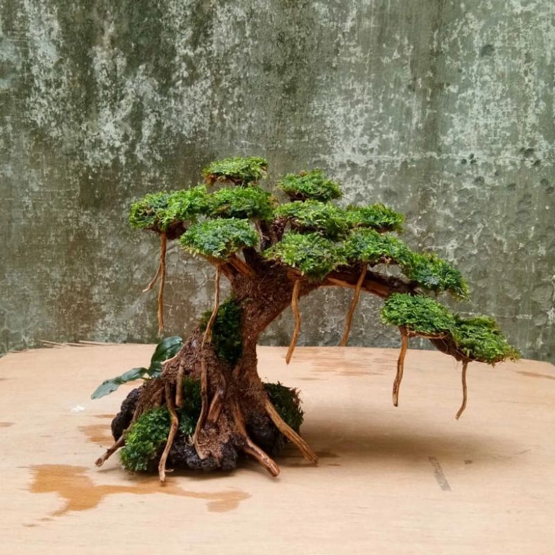 Jual Bonsai Aquascape Ukuran 2025 cm Shopee Indonesia