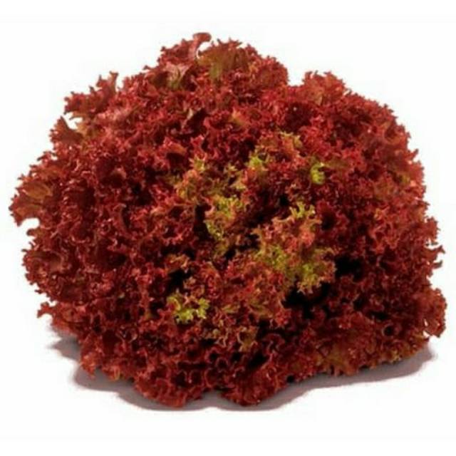 Jual Benih Bibit Repack Selada Keriting Merah Lollo Rossa Olga Red ...