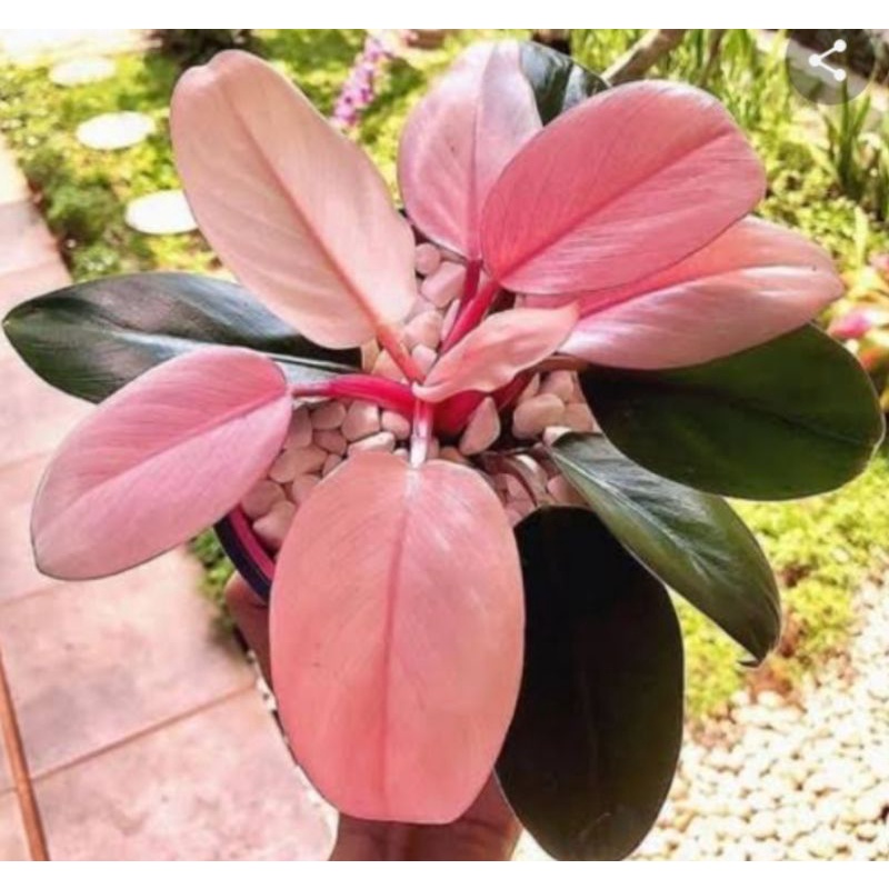 Jual Pilo Pink Congo/Tanaman Hias Pilo pink princess | Shopee Indonesia