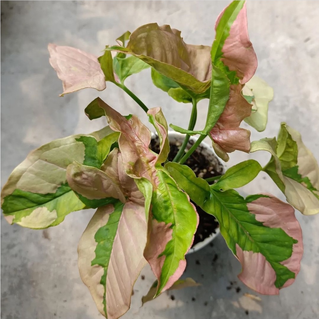 Jual Syngonium Pink Beauty Singonium Tanaman Syngonium Anakan Tanaman ...